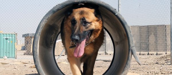 German shepherd - Sputnik International
