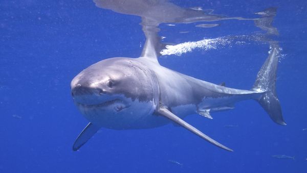 Great White Shark - Sputnik International
