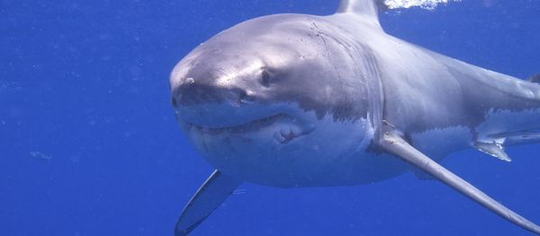 Great White Shark - Sputnik International