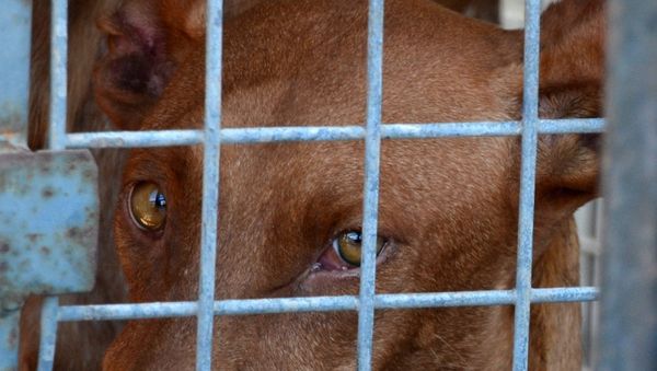 Animal Cruelty - Sputnik International