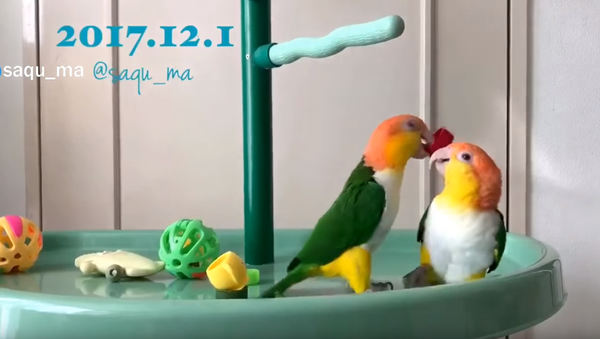 ‘Success!’ Thieving Parrot Performs Victory Dance - Sputnik International