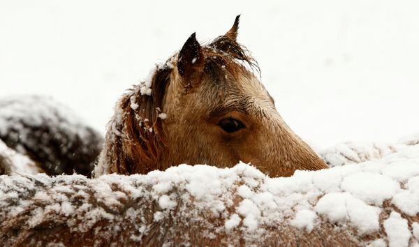 It's the Most Wonderful Time of the Year! Winter Fun Across the Globe - Sputnik International