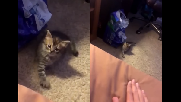 Kitten Turns Tables on Demanding Owner - Sputnik International