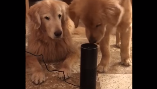 Pooches Perplexed by Canine Christmas Remix - Sputnik International
