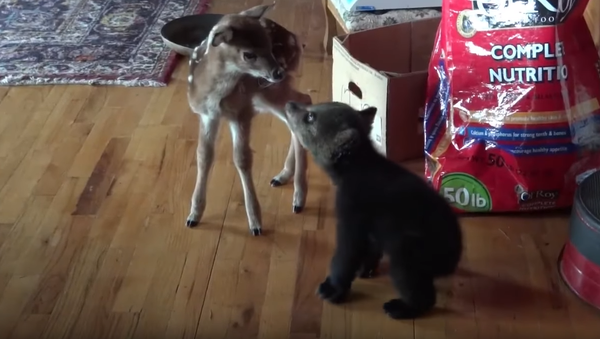 Friend or Foe? Cautious Cub Warms Up to Doe - Sputnik International