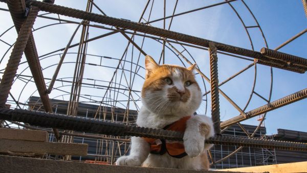 Mostik the cat - Sputnik International
