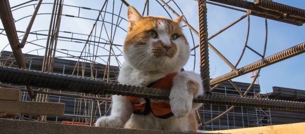 Mostik the cat Mostik the cat - Sputnik International