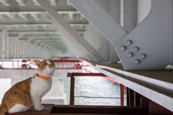Mostik the cat Mostik the cat - Sputnik International