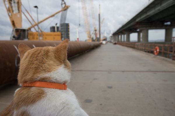 Mostik the cat Mostik the cat - Sputnik International
