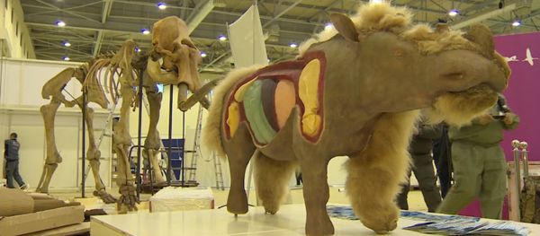 Wooly Rhino at The Heat of Permafrost Exibition in Moscow Wooly Rhino at The Heat of Permafrost Exibition in Moscow - Sputnik International