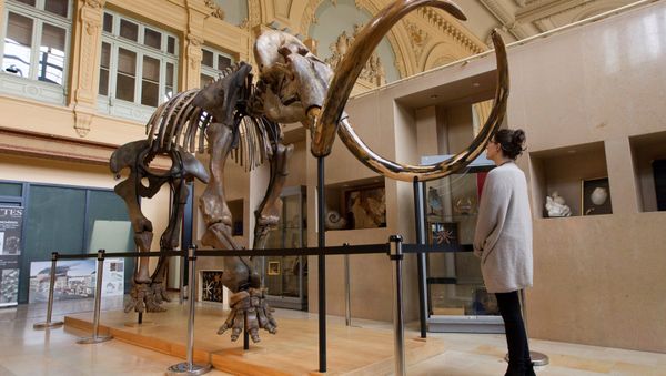 A visitor looks at a complete mammoth skeleton that is displayed before its auction by Aguttes auction house in Lyon, France, November 17, 2017 - Sputnik International