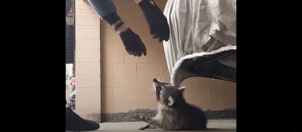 Man Rescues Raccoon Choking From Car Tarp | The Dodo Man Rescues Raccoon Choking From Car Tarp | The Dodo - Sputnik International