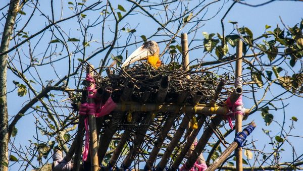 Greater Adjutant Stork Greater Adjutant Stork - Sputnik International