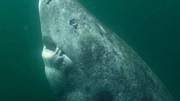 The Oldest Shark On Earth The Oldest Shark On Earth - Sputnik International