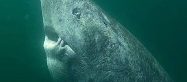 The Oldest Shark On Earth - Sputnik International