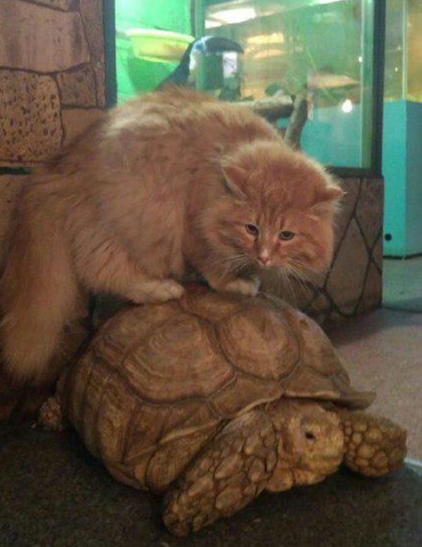 Tortoise and cat Tortoise and cat - Sputnik International