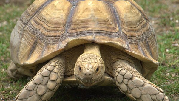 African Spurred Tortoise - Sputnik International