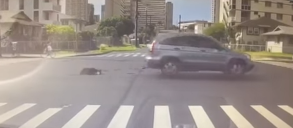 Woman drags dog Woman drags dog - Sputnik International
