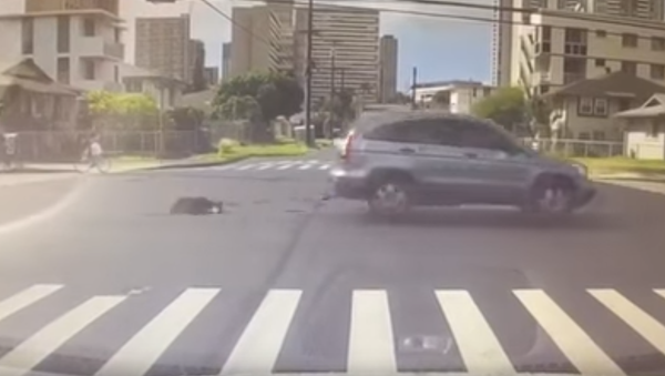 Woman drags dog - Sputnik International