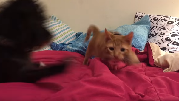 ‘Rats!’ Kitten’s Sneak Attack Foiled by Loyal Pup - Sputnik International