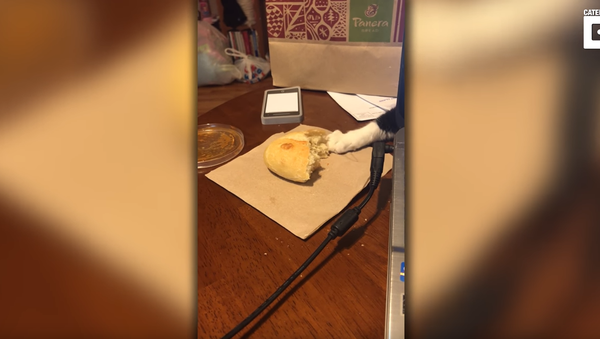 Bagel Bandit: Cat Attempts to Retrieve a Roll - Sputnik International