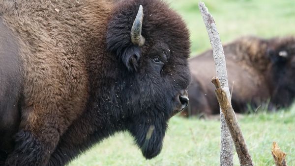 Wisent - Sputnik International