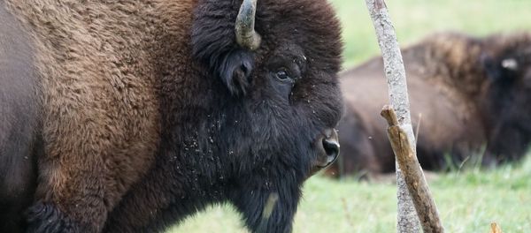 Wisent - Sputnik International