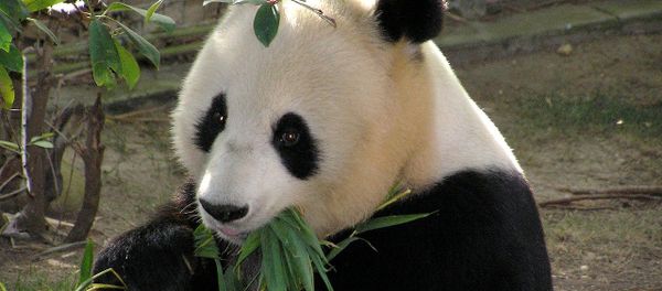 Panda - Sputnik International