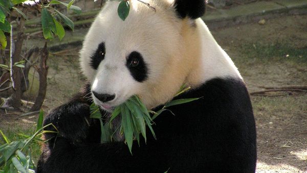 Panda - Sputnik International
