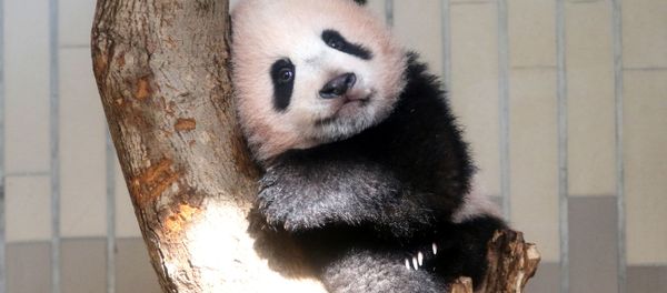 Japan's Sweet Baby Panda Makes Public Debut Japan's Sweet Baby Panda Makes Public Debut - Sputnik International