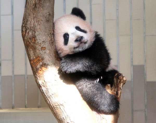 Japan's Sweet Baby Panda Makes Public Debut - Sputnik International