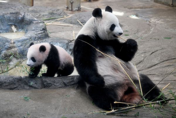 Japan's Sweet Baby Panda Makes Public Debut - Sputnik International