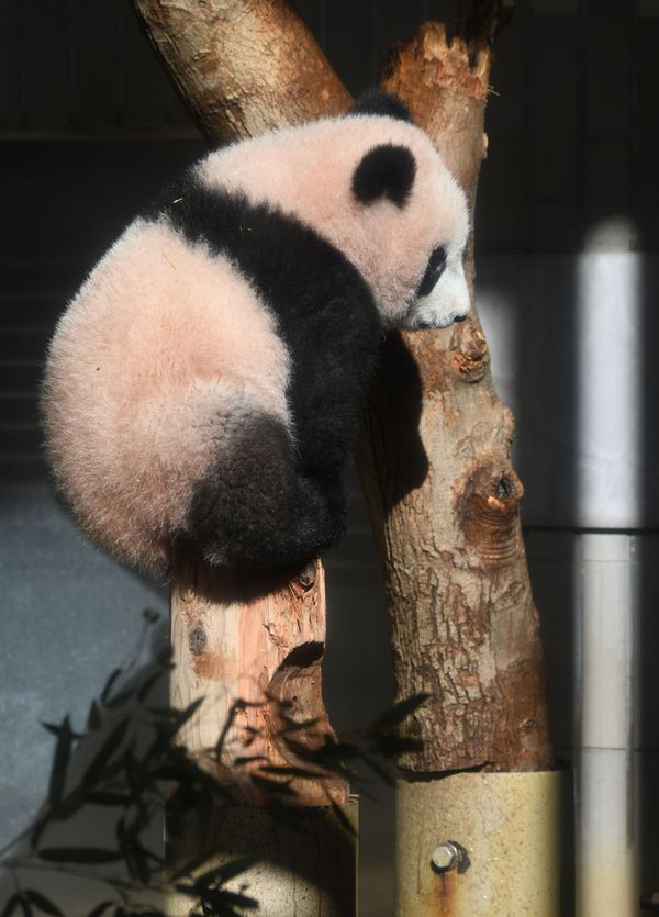 Japan's Sweet Baby Panda Makes Public Debut - Sputnik International
