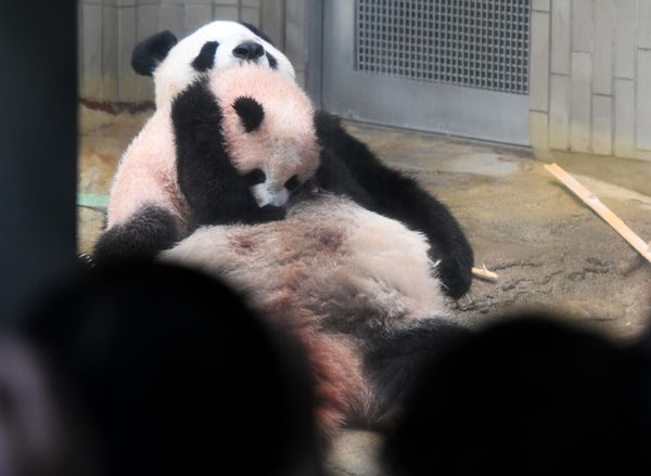 Japan's Sweet Baby Panda Makes Public Debut - Sputnik International