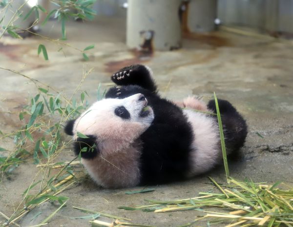 Japan's Sweet Baby Panda Makes Public Debut - Sputnik International