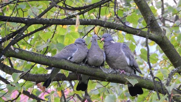 Pigeons - Sputnik International