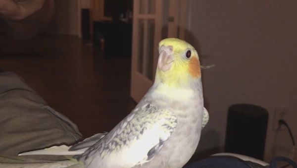 Cockatiel Ringtone Cockatiel Ringtone - Sputnik International