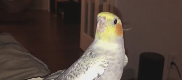 Cockatiel Ringtone Cockatiel Ringtone - Sputnik International