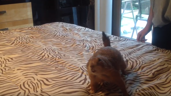 Home is the Range: Squeaky Prairie Dog Refuses Cage - Sputnik International