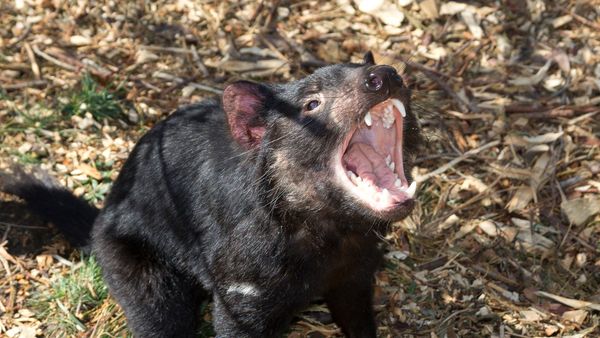 Tasmanian Devil - Sputnik International