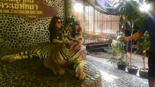 Footage shows staff from Thai zoo jabbing tiger in the face for tourist photos - Sputnik International