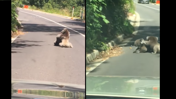Tap Out! Koalas Spar in Australian Street - Sputnik International