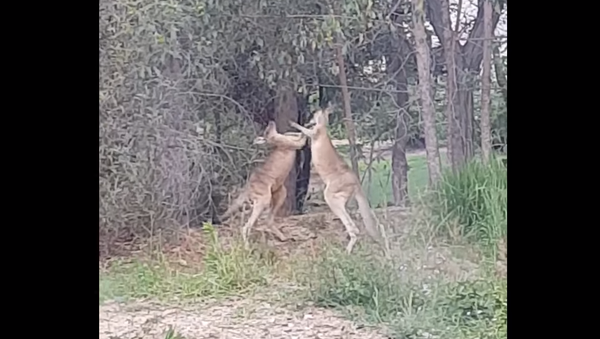 Peace Down Under: Man Breaks Up Brawling Kangaroos - Sputnik International