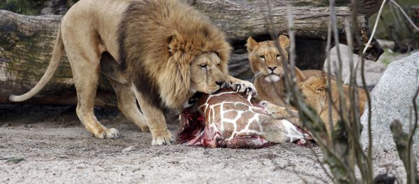 This is a Sunday, Feb. 9, 2014 file photo of the carcass of Marius, a male giraffe, as it is eaten by lions after he was put down in Copenhagen Zoo - Sputnik International