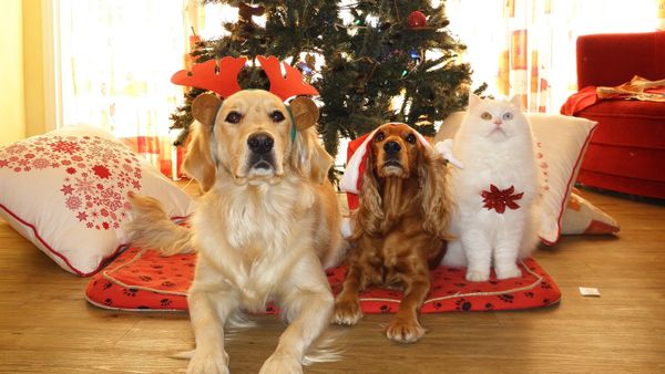 Pets Pets - Sputnik International
