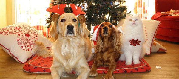 Pets Pets - Sputnik International