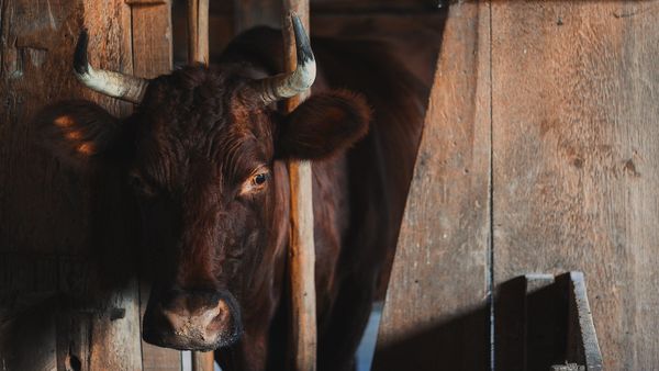 Bull - Sputnik International