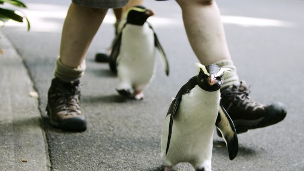 Fiordland penguins Milford, front, and Chalky run past a keeper while out for a stroll out of his enclosure at Sydney's Taronga Zoo Monday, March 17, 2008 - Sputnik International