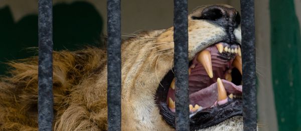 Cage with a lion - Sputnik International