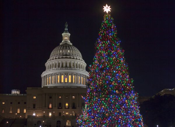 Netizens Split as Melania Trump Does the Honours Lighting 2019 National Christmas Tree Netizens Split as Melania Trump Does the Honours Lighting 2019 National Christmas Tree - Sputnik International